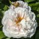 Blushing Princess 3/5 0050 фото 3