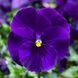 Дельта F1 blue  100 шт, Syngenta Flowers, Нідерланди 1489 фото