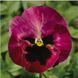 Фіно F1 rose fire 100 шт, Syngenta Flowers, Нідерланди 1585 фото