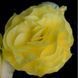 Лімітлесс F1 лимонна 100 драже,Syngenta Flowers, Нідерланди 2177 фото