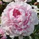 Reine Hortense 2/3 2874 фото 1