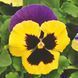 Швейцарські Гіганти  tricolor violet-yellow 3 г W.Legutko, Польща 0700 фото