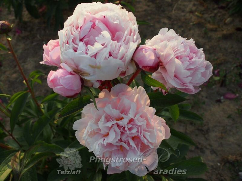 Reine Hortense 2/3 2874 фото