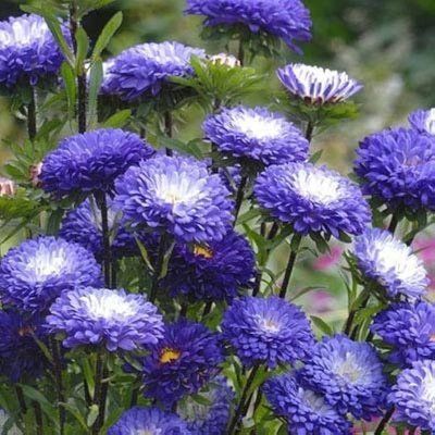 Айстра китайська Matsumoto, blue tipped White, Sakata 0101 фото