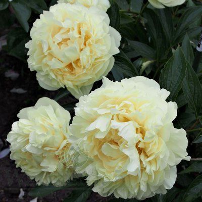 Seidl&rsquo;s Super 3/5 2875 фото