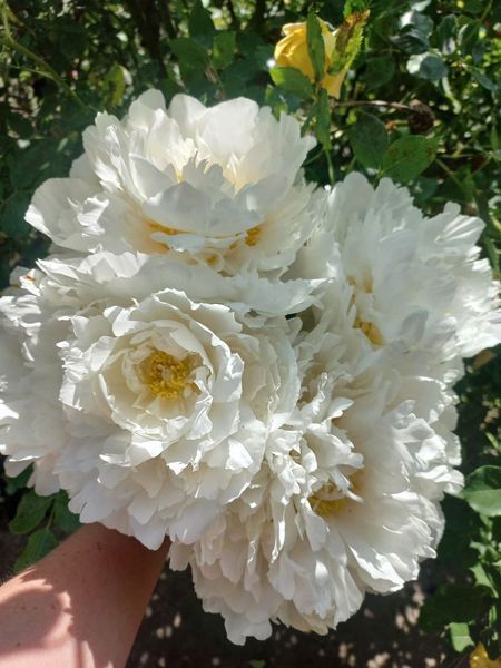 Bowl of Cream 3/5 0051 фото