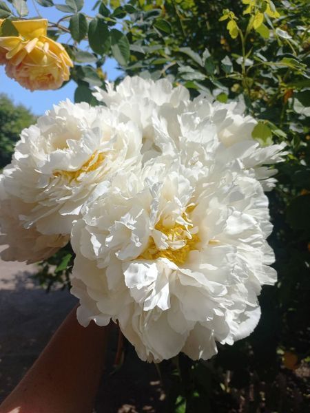 Bowl of Cream 3/5 0051 фото