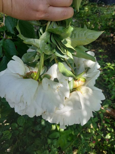 Bowl of Cream 3/5 0051 фото