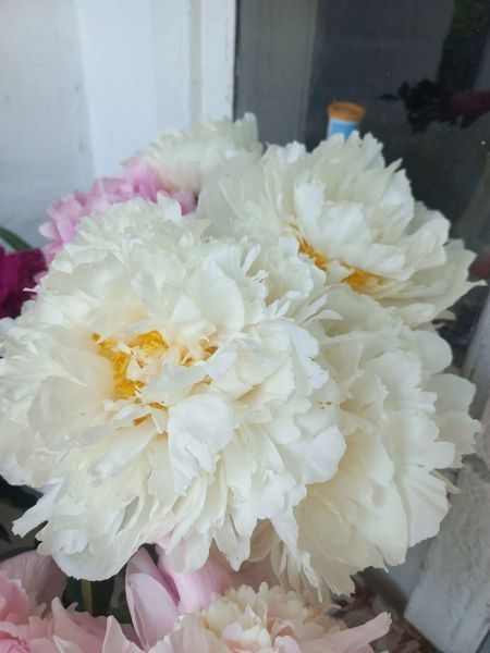 Bowl of Cream 3/5 0051 фото