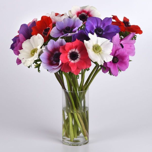 Анемона Мона Ліза mix 50 шт, PanAmerican, США 3027 фото