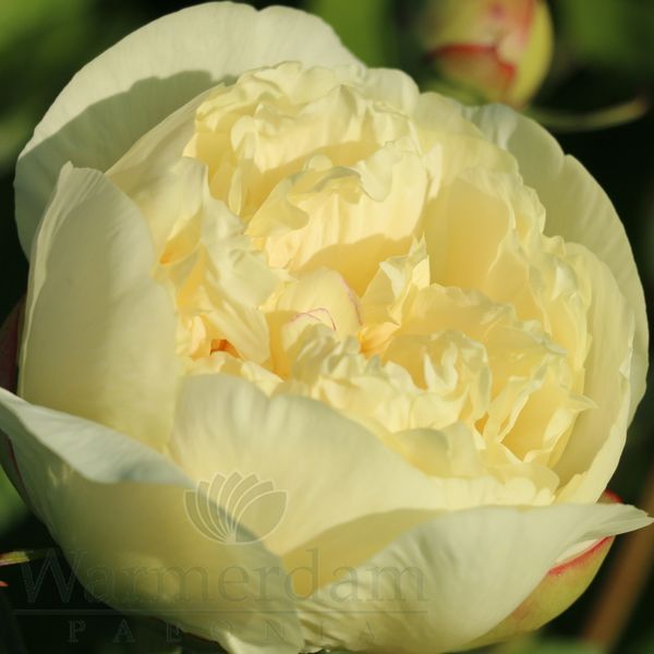 Seidl&rsquo;s Super 3/5 2875 фото