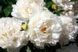 Bowl of Cream 3/5 0051 фото 2
