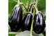 Гордіта F1, овальний 30 шт, United Genetics (Італія) 1147 фото 1