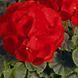 БуллзАй F1 scarlet 50 шт,Syngenta Flowers, Нідерланди 1983 фото