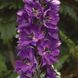 Дельфіна dark blue black bee 100 шт,Syngenta Flowers, Нідерланди 1047 фото