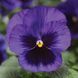 Дельта F1 blue blotch 100 шт, Syngenta Flowers, Нідерланди 1490 фото