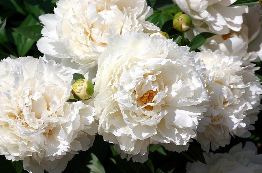 Bowl of Cream 3/5 0051 фото