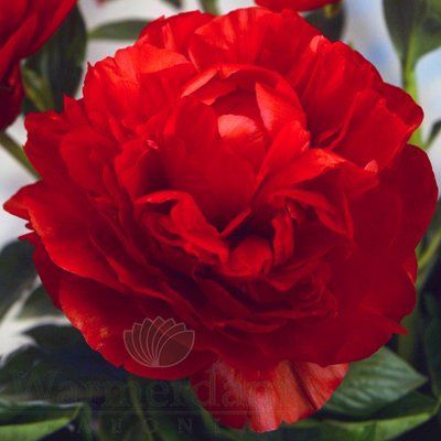 Carol 3/5 2725 фото