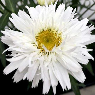 Ромашка Sweet Daisy Rebecca 0152 фото