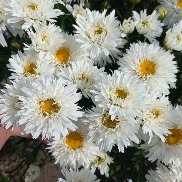 Ромашка Sweet Daisy Rebecca 0152 фото