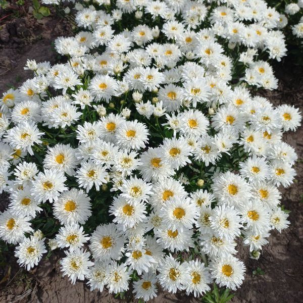 Ромашка Sweet Daisy Rebecca 0152 фото