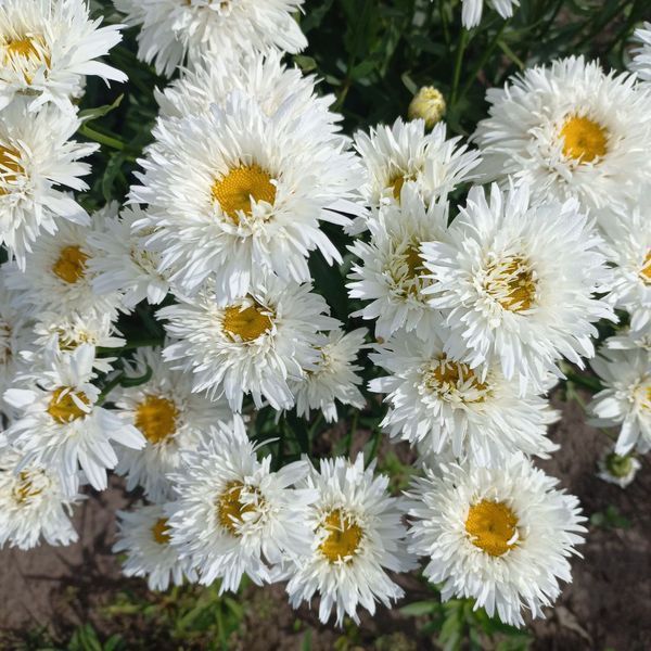 Ромашка Sweet Daisy Rebecca 0152 фото