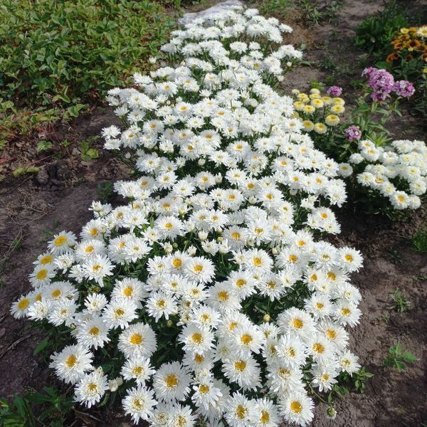 Ромашка Sweet Daisy Rebecca 0152 фото