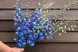 Магічний Фонтан mid blue white bee 200 шт, Benary, Німеччина 1048 фото