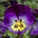 Дельта F1 blue morpho 100 шт, Syngenta Flowers, Нідерланди 1491 фото