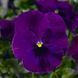 Фіно F1 violet 100 шт, Syngenta Flowers, Нідерланди 1587 фото