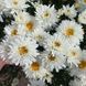 Ромашка Sweet Daisy Rebecca 0152 фото 3