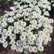 Ромашка Sweet Daisy Rebecca 0152 фото 4