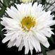 Ромашка Sweet Daisy Rebecca 0152 фото 1