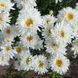 Ромашка Sweet Daisy Rebecca 0152 фото 2