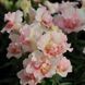 Твінні F1 appleblossom 100 шт низ., махр, Hem Genetics, Нідерланди 1684 фото