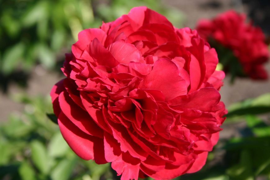 Carol 3/5 2725 фото