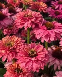 SunSeekers  Pink Grapefruit 3029 фото