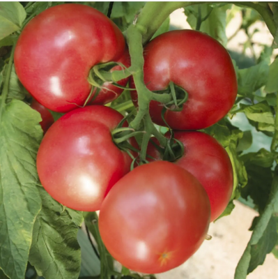 Пінк Харт F1, рожевий, 50 шт, NongWoo Bio (Корея) 0801 фото
