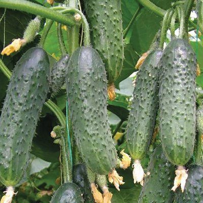 Лютояр F1, 10 шт, Yuksel Seed (Турція) 0949 фото