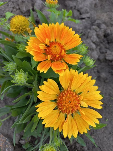 Гайлардія SpinTop&trade; Mango  0103 фото