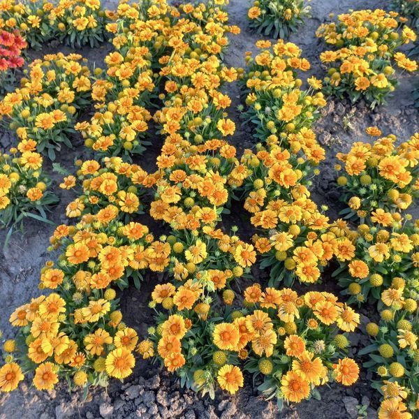 Гайлардія SpinTop&trade; Mango  0103 фото
