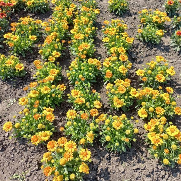Гайлардія SpinTop&trade; Mango  0103 фото