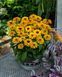 Рудбкекія Littlebeckia Ballerina 0253 фото 2