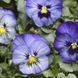 Дельта F1 frost 100 шт, Syngenta Flowers, Нідерланди 1492 фото