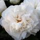 Greenland 3/5 2726 фото 1