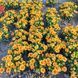 Гайлардія SpinTop&trade; Mango  0103 фото 2