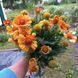 Гайлардія SpinTop&trade; Mango  0103 фото 5