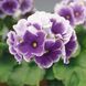 Лібре F1 blue picotee 100 шт, Syngenta Flowers, Нідерланди 1935 фото