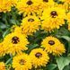 Рудбкекія Littlebeckia Ballerina 0253 фото 1