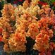 Твінні F1 bronze shades 100 шт, Hem Genetics, Нідерланди 1685 фото